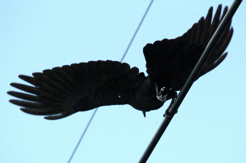 Corvus macrorhynchos (Jungle Crow) {!--큰부리까마귀-->; DISPLAY FULL IMAGE.