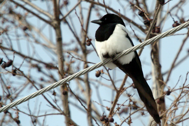 Pica pica (Black-billed Magpie) {!--까치-->; DISPLAY FULL IMAGE.