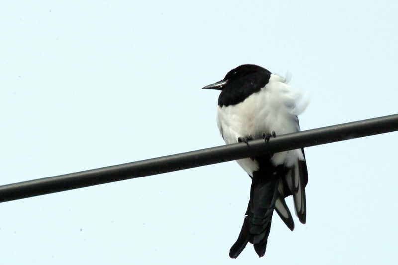 Pica pica (Black-billed Magpie) {!--까치-->; DISPLAY FULL IMAGE.