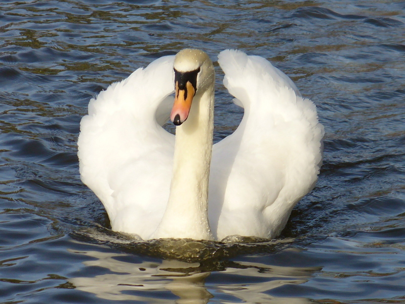 MUTE SWAN; DISPLAY FULL IMAGE.