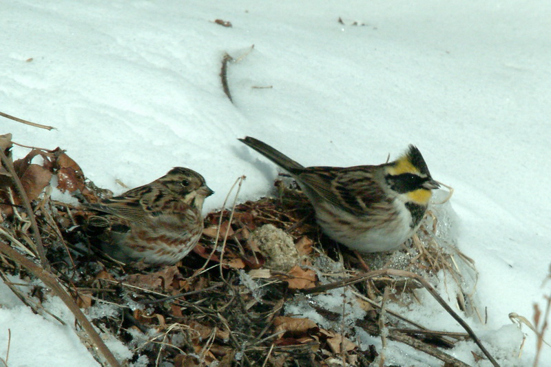 Emberiza elegans (Yellow -throated Bunting) {!--노랑턱멧새-->; DISPLAY FULL IMAGE.