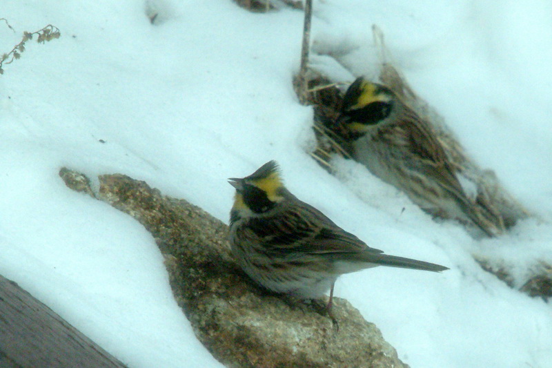 Emberiza elegans (Yellow -throated Bunting) {!--노랑턱멧새-->; DISPLAY FULL IMAGE.