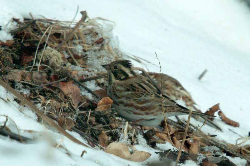 Emberiza elegans (Yellow -throated Bunting) {!--노랑턱멧새-->; DISPLAY FULL IMAGE.