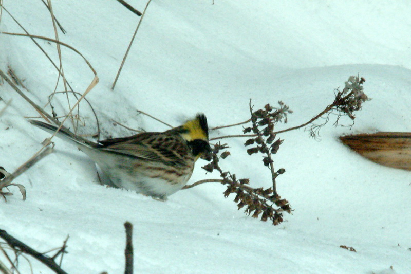 Emberiza elegans (Yellow -throated Bunting) {!--노랑턱멧새-->; DISPLAY FULL IMAGE.