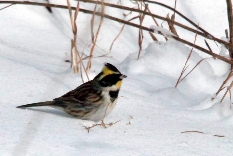 Emberiza elegans (Yellow -throated Bunting) {!--노랑턱멧새-->; DISPLAY FULL IMAGE.