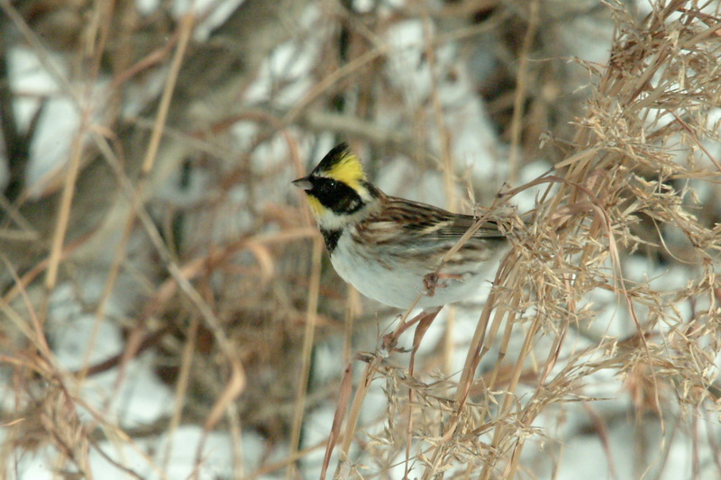 Emberiza elegans (Yellow -throated Bunting) {!--노랑턱멧새-->; DISPLAY FULL IMAGE.