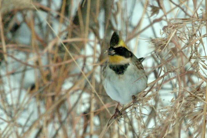 Emberiza elegans (Yellow -throated Bunting) {!--노랑턱멧새-->; DISPLAY FULL IMAGE.