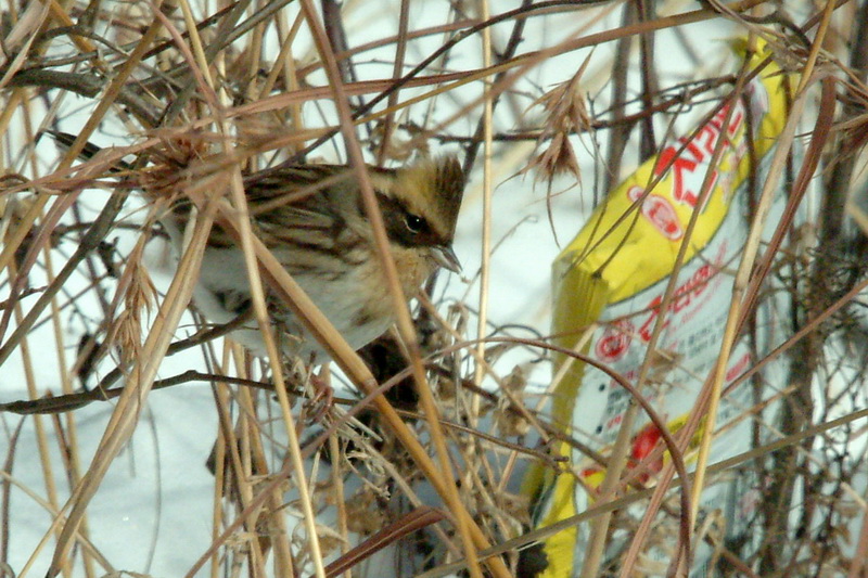 Emberiza elegans (Yellow -throated Bunting) {!--노랑턱멧새-->; DISPLAY FULL IMAGE.