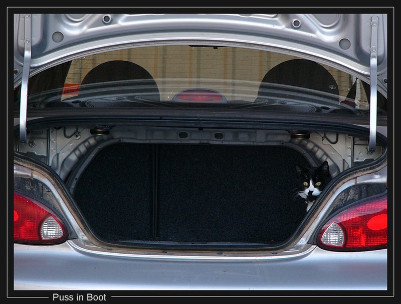 puss in boot; DISPLAY FULL IMAGE.