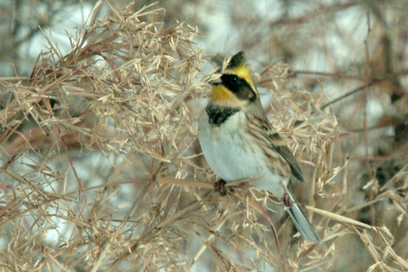 Emberiza elegans (Yellow -throated Bunting) {!--노랑턱멧새-->; DISPLAY FULL IMAGE.
