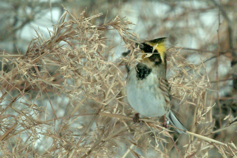 Emberiza elegans (Yellow -throated Bunting) {!--노랑턱멧새-->; DISPLAY FULL IMAGE.