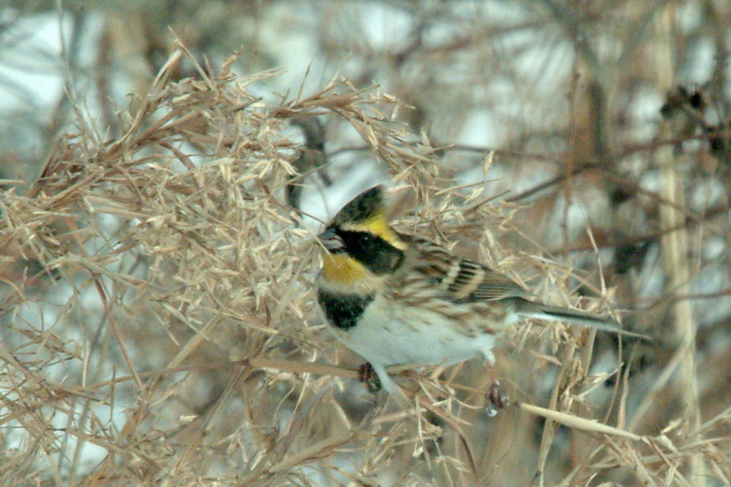 Emberiza elegans (Yellow -throated Bunting) {!--노랑턱멧새-->; DISPLAY FULL IMAGE.