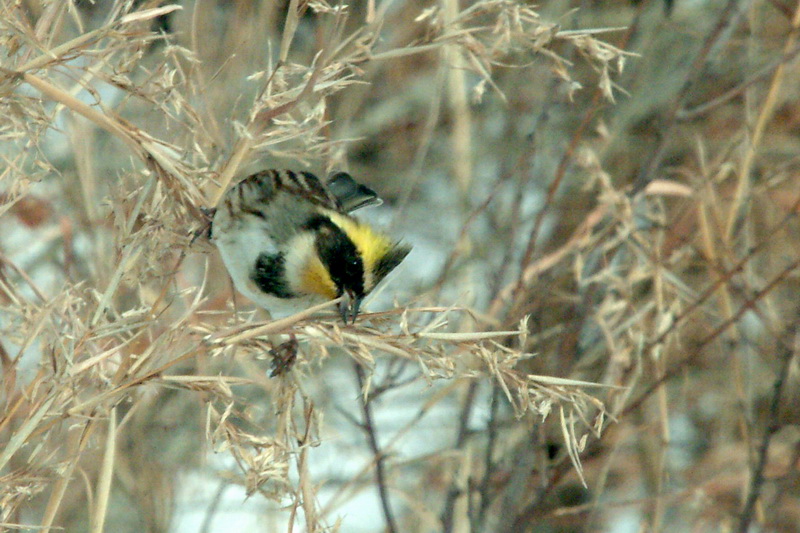 Emberiza elegans (Yellow -throated Bunting) {!--노랑턱멧새-->; DISPLAY FULL IMAGE.