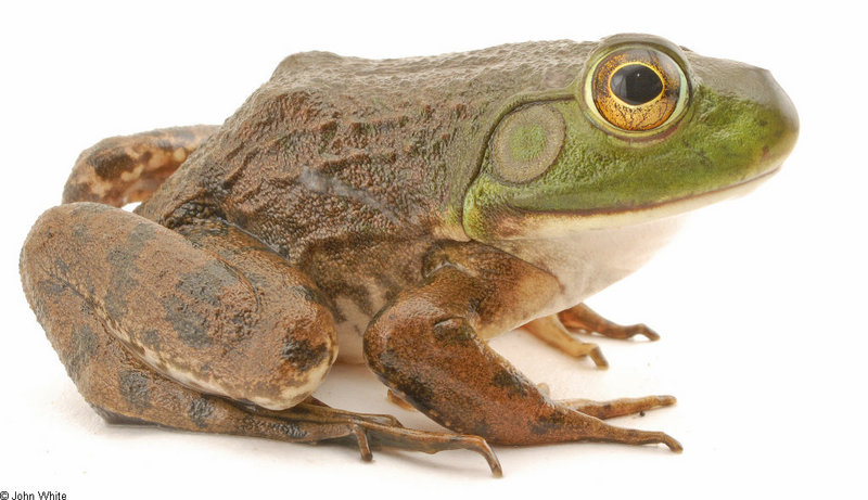 It's a SUPER FREAK! - one-eye bullfrog; DISPLAY FULL IMAGE.