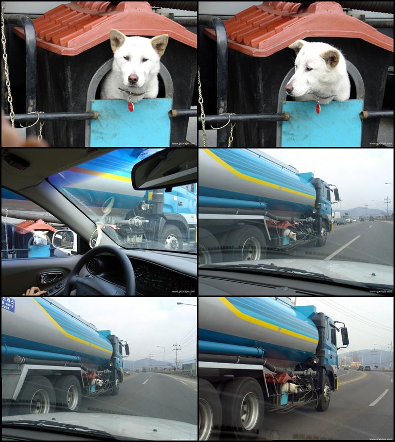 Pet Transport; DISPLAY FULL IMAGE.