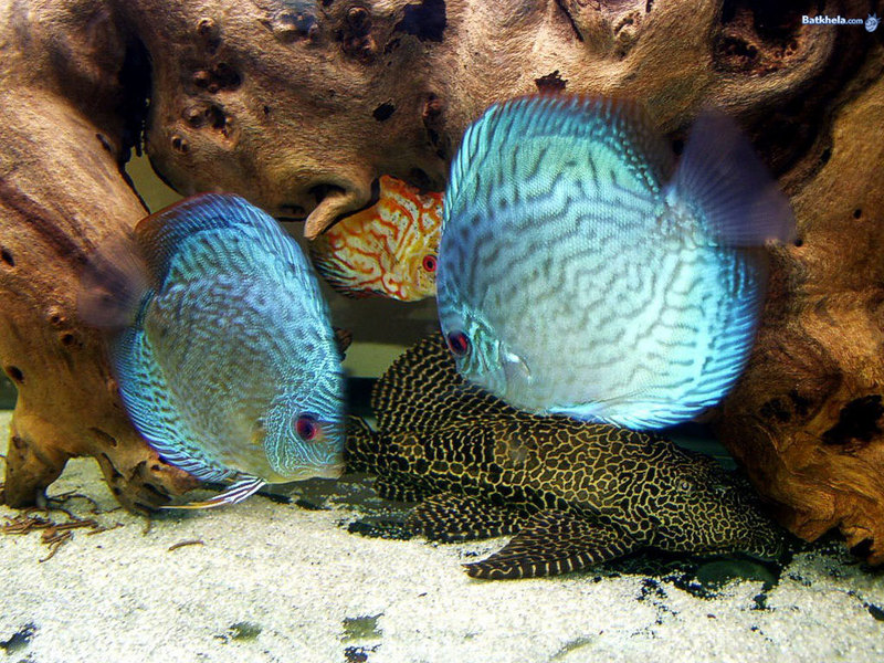 Discus (Fish) Wallpaper; DISPLAY FULL IMAGE.