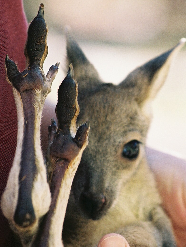 Joey II; DISPLAY FULL IMAGE.