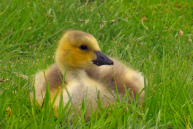 babybird; DISPLAY FULL IMAGE.