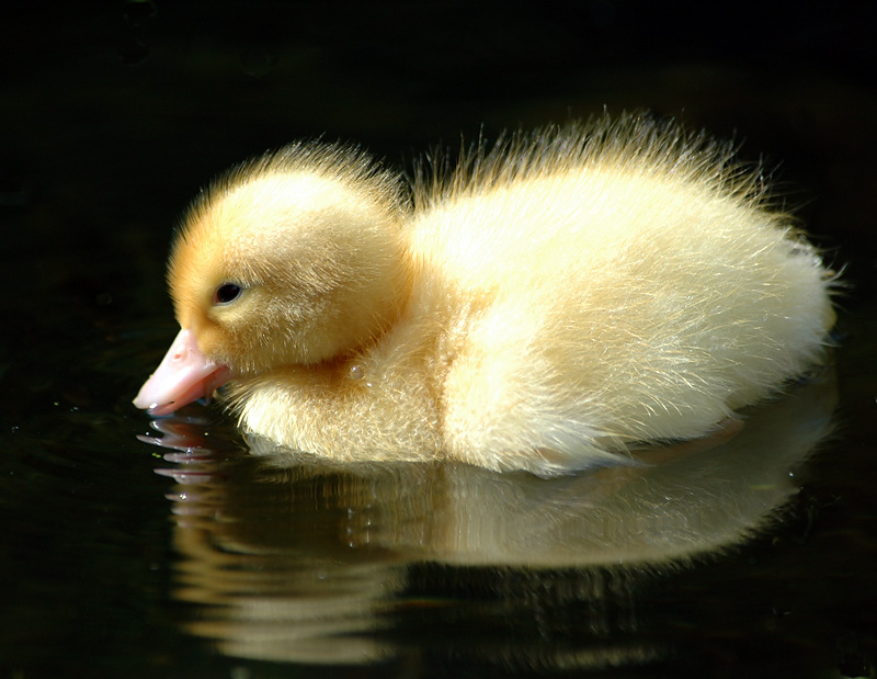 babybird; DISPLAY FULL IMAGE.