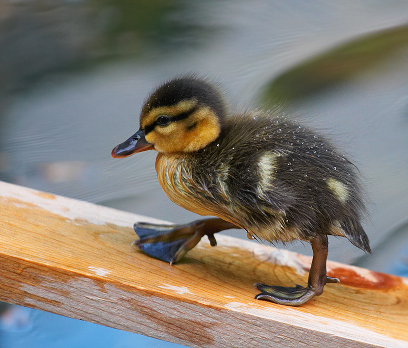 babybird; DISPLAY FULL IMAGE.