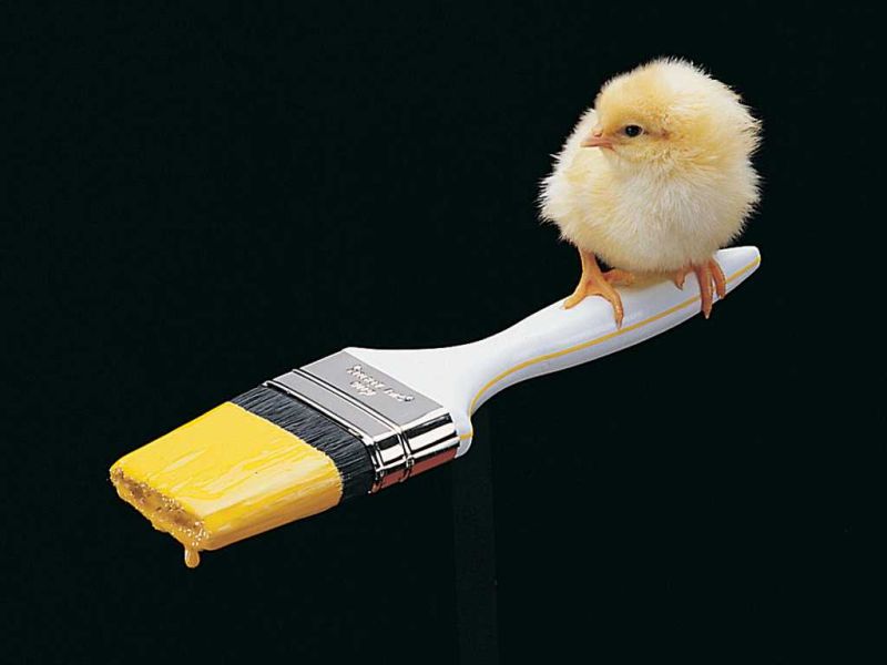 babybird; DISPLAY FULL IMAGE.