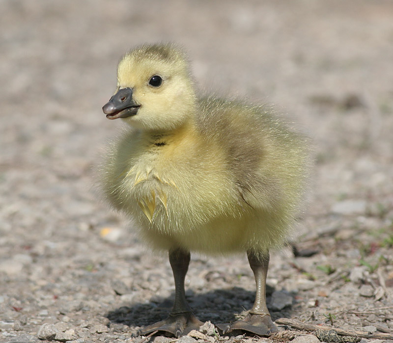 babybird; DISPLAY FULL IMAGE.