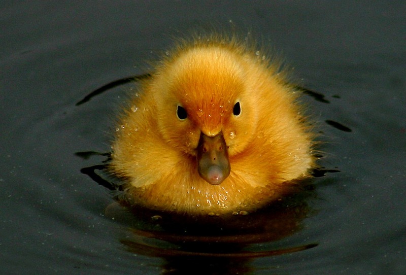 babybird; DISPLAY FULL IMAGE.