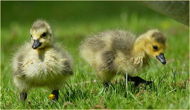 babybird; DISPLAY FULL IMAGE.