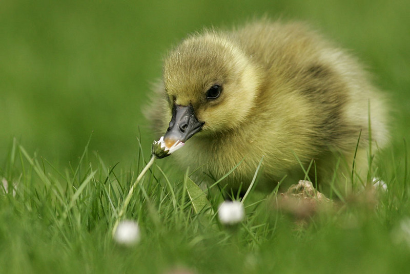 babybird; DISPLAY FULL IMAGE.