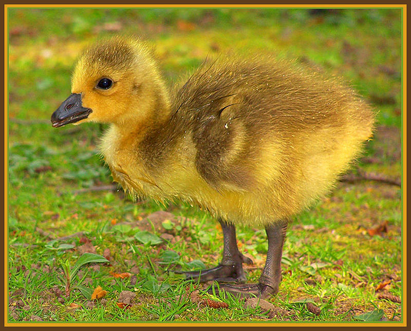 babybird; DISPLAY FULL IMAGE.