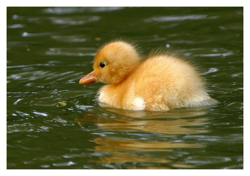 babybird; DISPLAY FULL IMAGE.