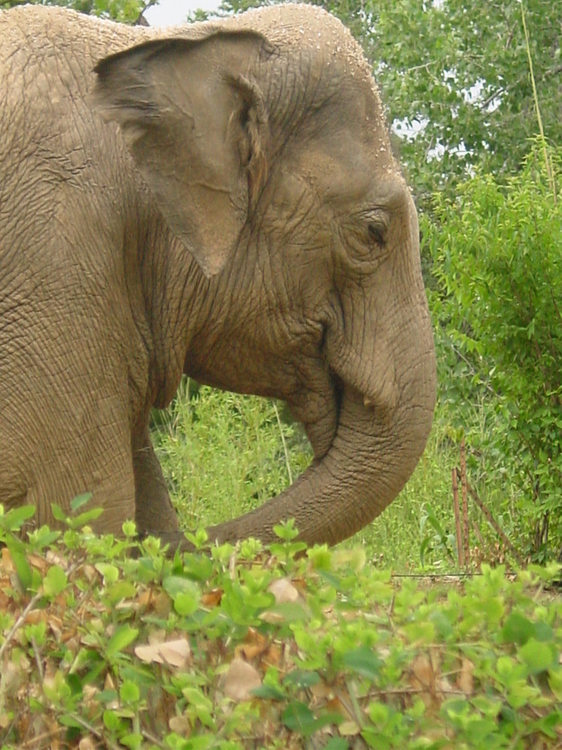 Asian Elephant St. Louis Zoo; DISPLAY FULL IMAGE.