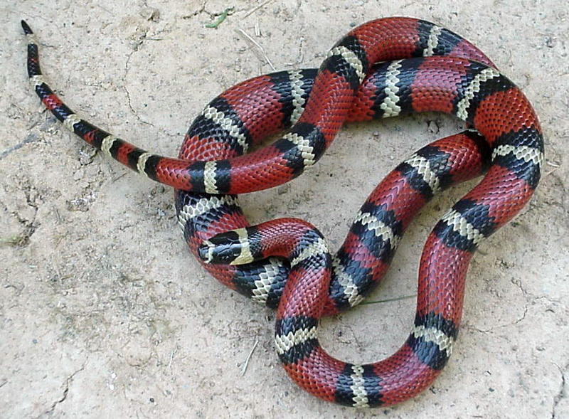 Stuart's milksnake (L.t.stuarti); DISPLAY FULL IMAGE.