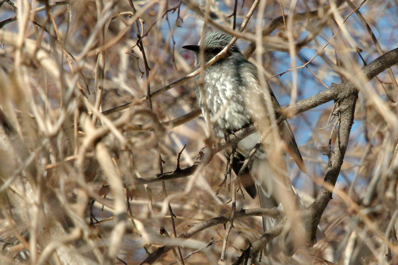 Ixos amaurotis (Brown-eared Bulbul) {!--직박구리-->; DISPLAY FULL IMAGE.
