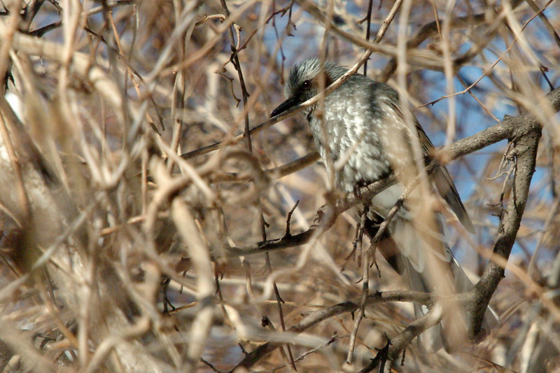 Ixos amaurotis (Brown-eared Bulbul) {!--직박구리-->; DISPLAY FULL IMAGE.