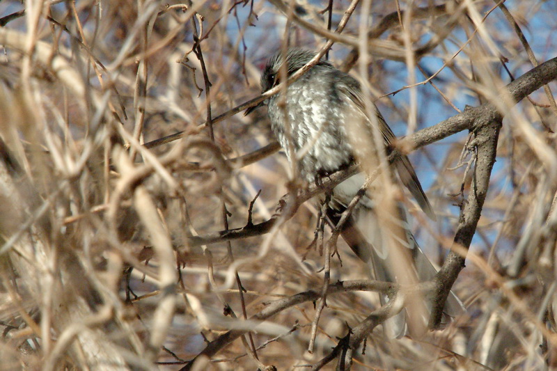 Ixos amaurotis (Brown-eared Bulbul) {!--직박구리-->; DISPLAY FULL IMAGE.