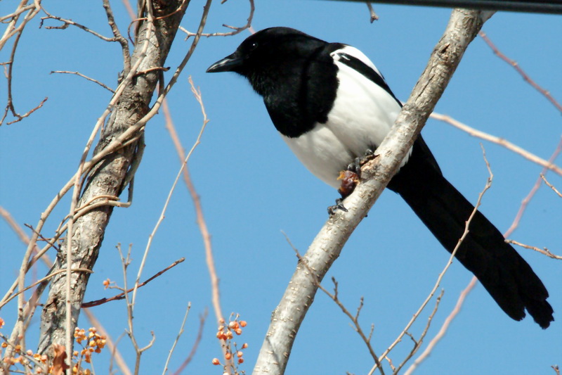 Pica pica (Black-billed Magpie) {!--먹이를 먹는 까치-->; DISPLAY FULL IMAGE.