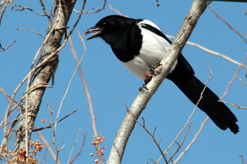 Pica pica (Black-billed Magpie) {!--먹이를 먹는 까치-->; DISPLAY FULL IMAGE.