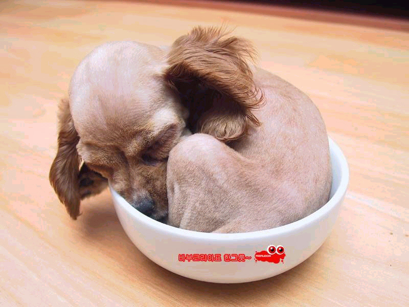 cho con toi nghiep; DISPLAY FULL IMAGE.