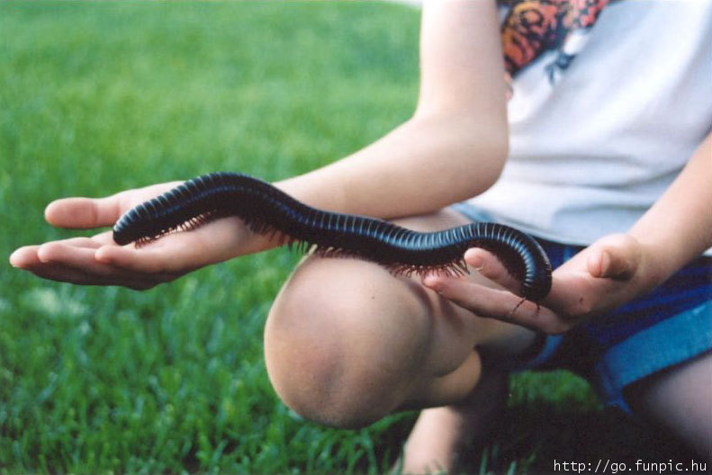 Giant millipede; DISPLAY FULL IMAGE.