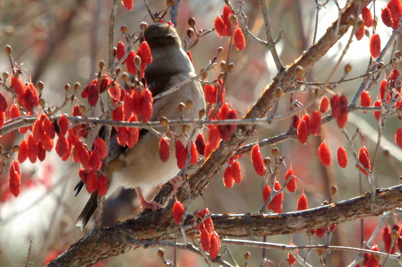 Coccothraustes coccothraustes (Hawfinch) {!--콩새-->; DISPLAY FULL IMAGE.