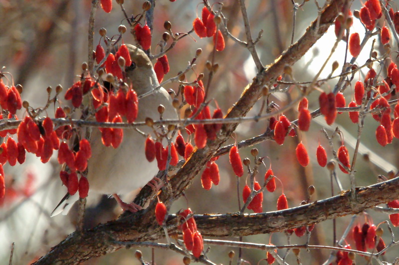 Coccothraustes coccothraustes (Hawfinch) {!--콩새-->; DISPLAY FULL IMAGE.