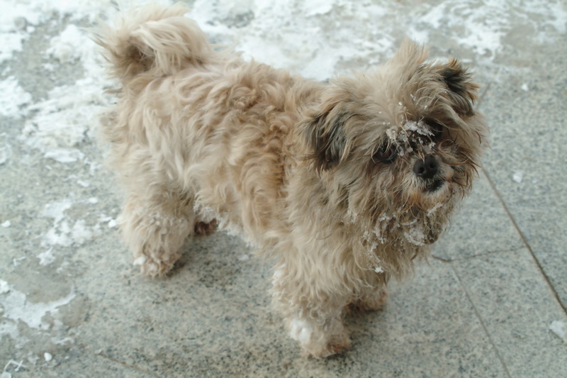 Snowy day dog; DISPLAY FULL IMAGE.