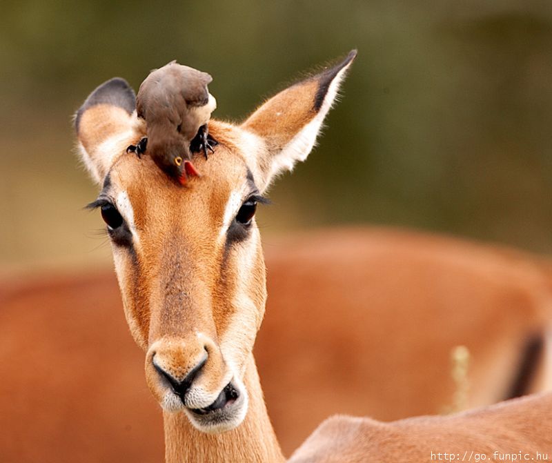 Red-billed Oxpecker on Antelope's head; DISPLAY FULL IMAGE.