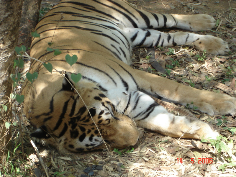 Napping tiger; DISPLAY FULL IMAGE.