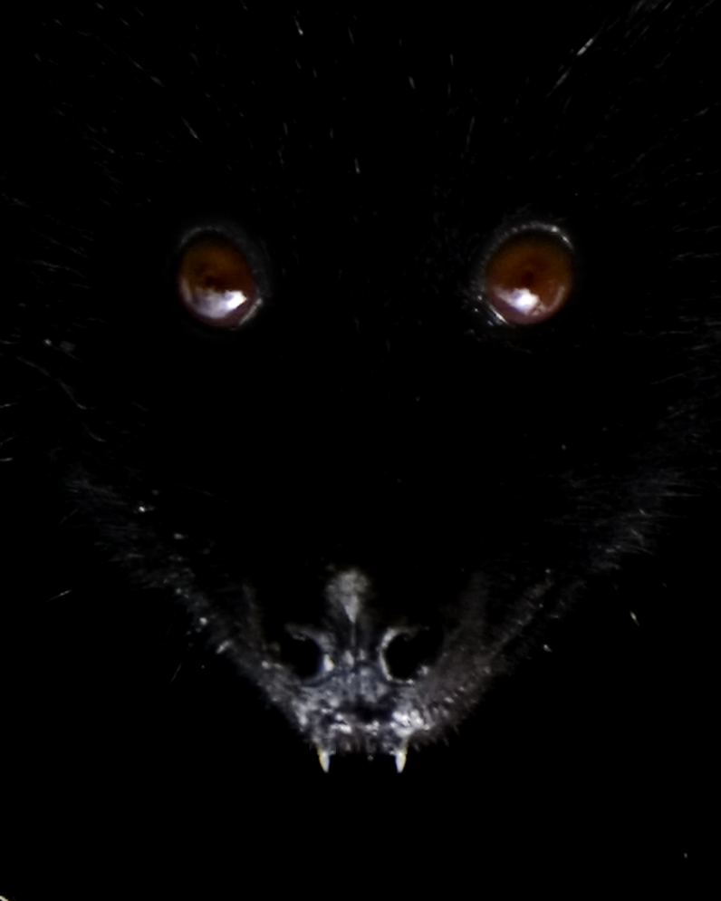 Almost evil; DISPLAY FULL IMAGE.