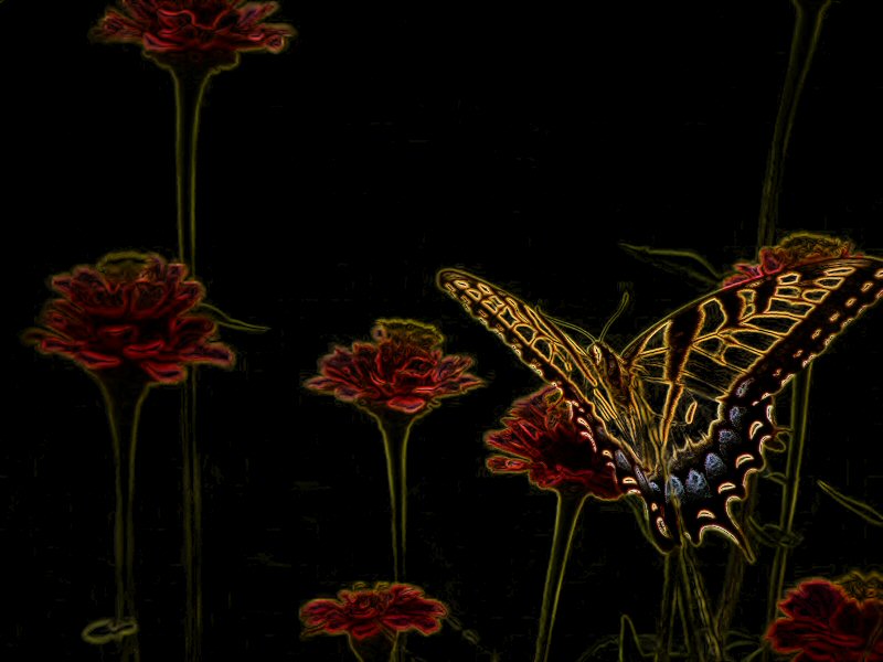 Butterfly; DISPLAY FULL IMAGE.