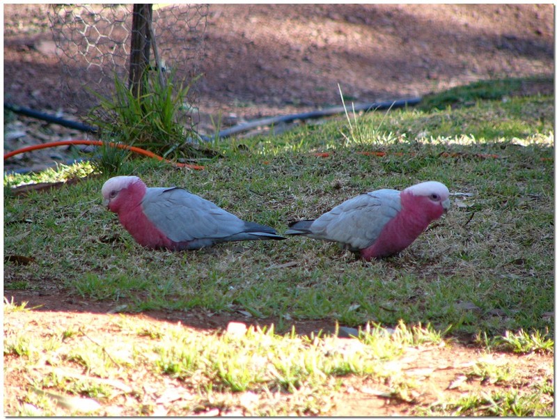 Galahs; DISPLAY FULL IMAGE.