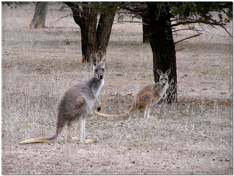 Red kangaroo and joey; DISPLAY FULL IMAGE.