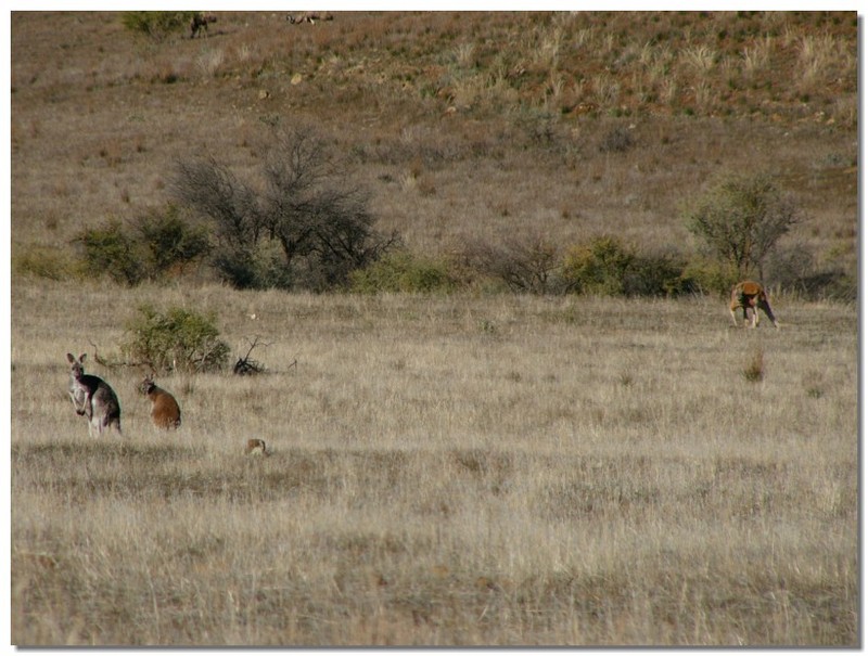 Red kangaroo family; DISPLAY FULL IMAGE.